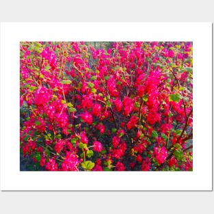 Red Flowers Nature Landscape Photography Posters and Art